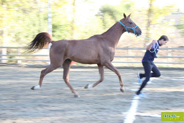 Resultados CEN*, CEN0*, CEAP60 y CEAP40 celebrado en Añezcar